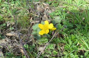 wild flower
