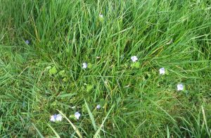 wild flowers