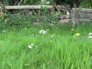 wild flowers