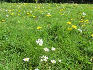 wild flowers