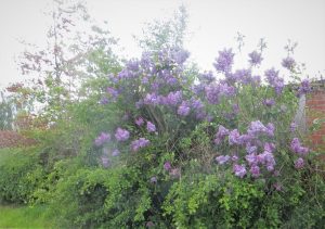 wild flowers