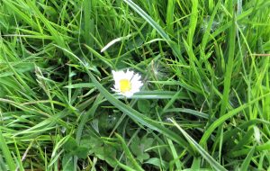 wild flowers