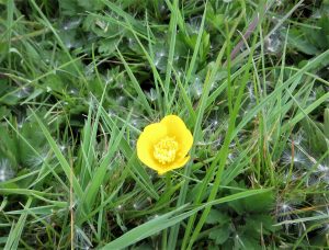wild flowers