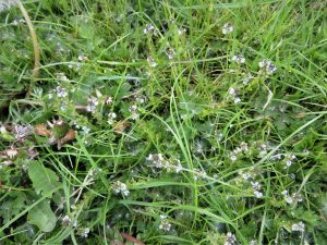 wild flowers