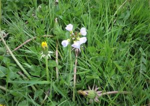 wild flowers
