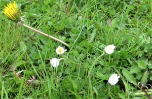 wild flowers