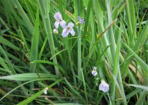 wild flowers