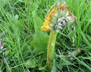 squashed dandelion
