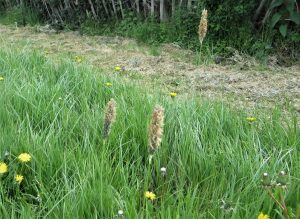 wild flowers