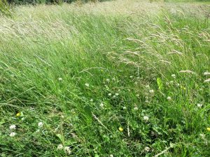wild flowers