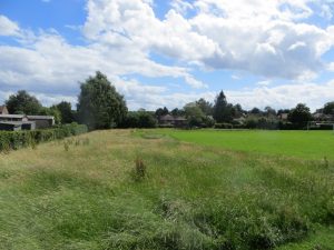 wild grass
