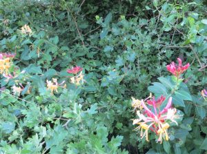 wild flowers