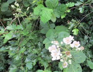 wild flowers