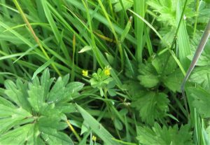 wild flowers