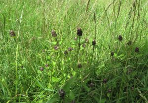 wild flowers