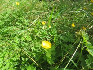 wild flowers