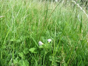 wild flowers