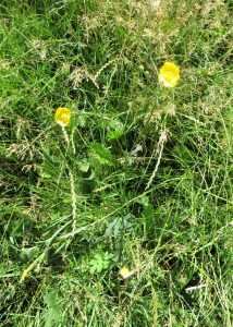 wild flowers
