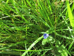 wild flower