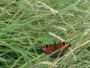 butterfly in wild grass