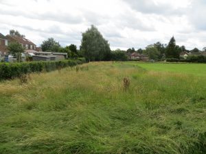 wild grass