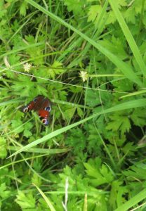butterfly in wild flowers