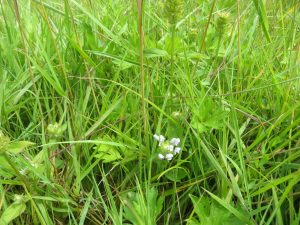wild flowers