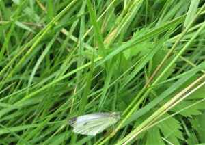 butterfly in wild grass