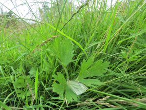 butterfly in wild grass