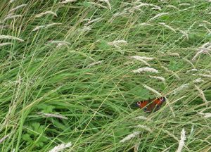 butterfly in wild grass