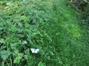 butterfly in wild grass