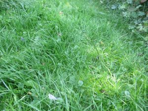 wild grass