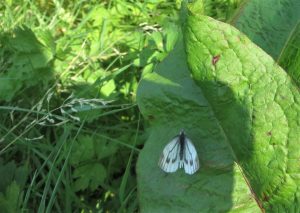butterfly resting on a wild leaf