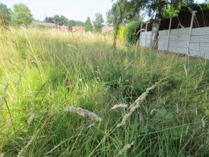 wild grass