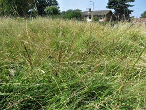 wild grass