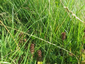 wild flowers