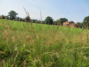 wild grass
