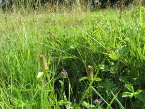 wild flowers