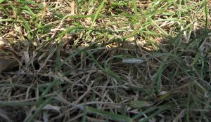 grass