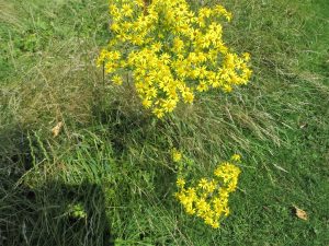 wild flowers