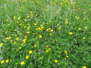 wild flowers