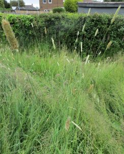 wild grass