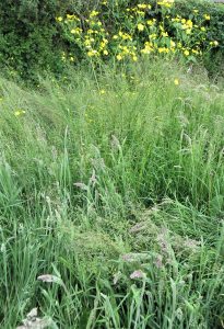 wild flowers