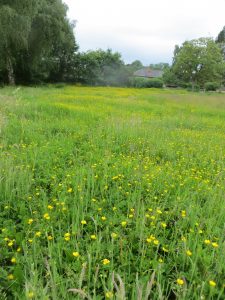 wild flowers