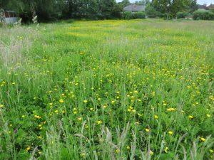 wild flowers