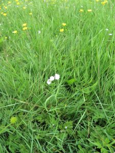 wild flowers