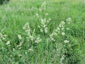 wild grass