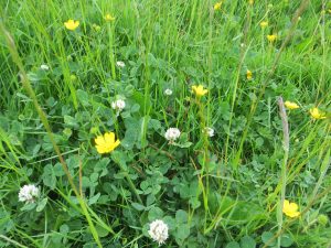 wild flowers