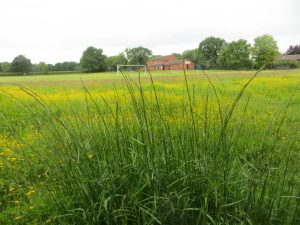 wild flowers