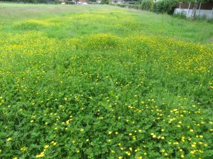 wild flowers